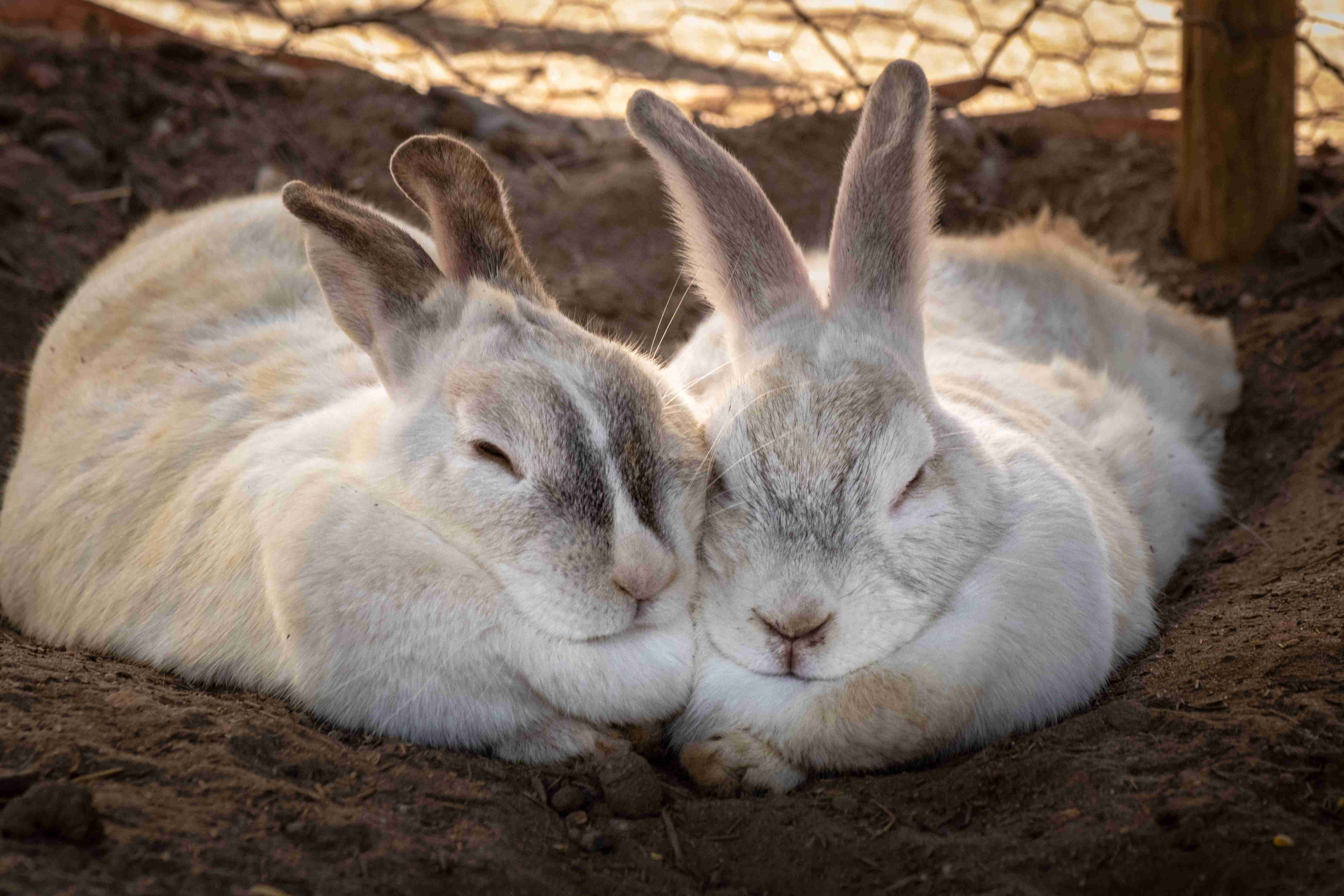 Beating the Heat: The Ultimate Guide to Providing Shade for Your Rabbit in Hot Weather